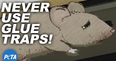 Load video: Why Nobody Should EVER Use Glue Traps